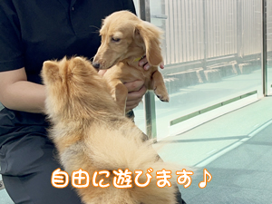 モデル犬たちのためのＷａｎ活♪